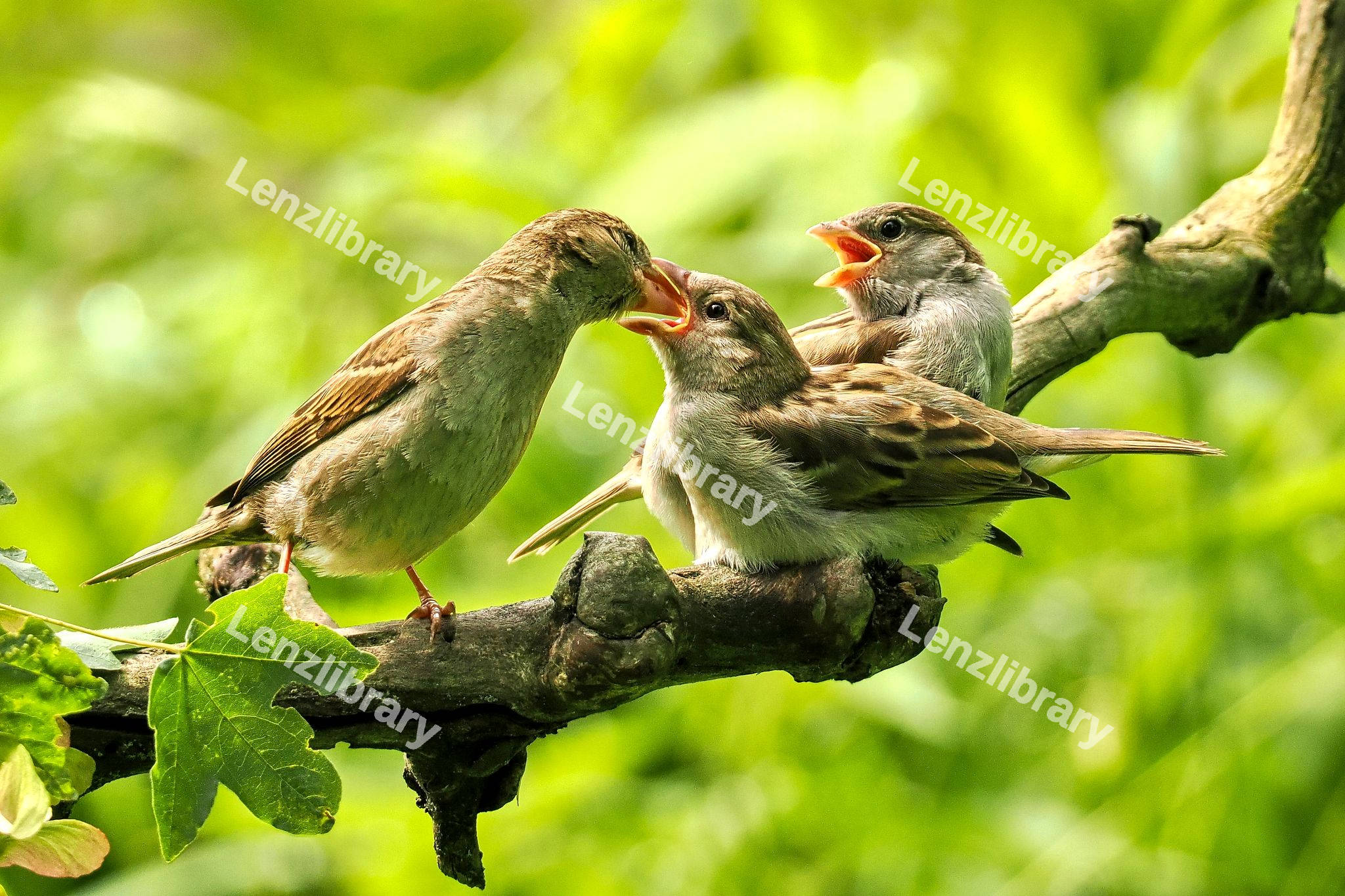 Mother and babys Sparrow